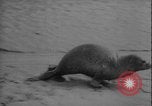 Image of seal filming Germany, 1940, second 46 stock footage video 65675080991