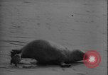 Image of seal filming Germany, 1940, second 47 stock footage video 65675080991