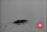Image of seal filming Germany, 1940, second 48 stock footage video 65675080991