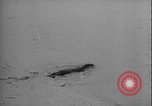 Image of seal filming Germany, 1940, second 49 stock footage video 65675080991