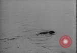 Image of seal filming Germany, 1940, second 50 stock footage video 65675080991