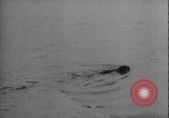 Image of seal filming Germany, 1940, second 51 stock footage video 65675080991
