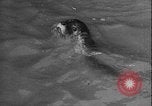 Image of seal filming Germany, 1940, second 53 stock footage video 65675080991
