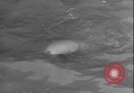 Image of seal filming Germany, 1940, second 57 stock footage video 65675080991