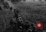 Image of potato harvest Germany, 1940, second 10 stock footage video 65675080992