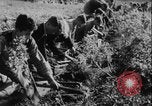 Image of potato harvest Germany, 1940, second 11 stock footage video 65675080992