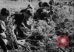 Image of potato harvest Germany, 1940, second 12 stock footage video 65675080992