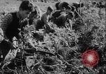 Image of potato harvest Germany, 1940, second 13 stock footage video 65675080992