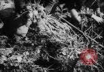 Image of potato harvest Germany, 1940, second 17 stock footage video 65675080992