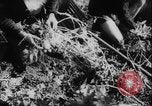 Image of potato harvest Germany, 1940, second 18 stock footage video 65675080992