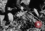 Image of potato harvest Germany, 1940, second 19 stock footage video 65675080992