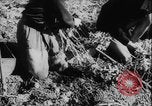 Image of potato harvest Germany, 1940, second 20 stock footage video 65675080992