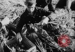 Image of potato harvest Germany, 1940, second 21 stock footage video 65675080992