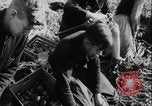 Image of potato harvest Germany, 1940, second 25 stock footage video 65675080992