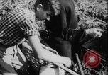 Image of potato harvest Germany, 1940, second 26 stock footage video 65675080992