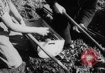 Image of potato harvest Germany, 1940, second 28 stock footage video 65675080992