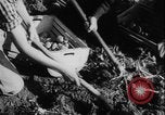 Image of potato harvest Germany, 1940, second 29 stock footage video 65675080992