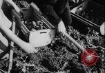 Image of potato harvest Germany, 1940, second 33 stock footage video 65675080992