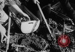 Image of potato harvest Germany, 1940, second 34 stock footage video 65675080992