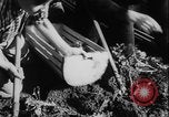 Image of potato harvest Germany, 1940, second 35 stock footage video 65675080992