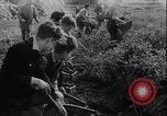 Image of potato harvest Germany, 1940, second 37 stock footage video 65675080992