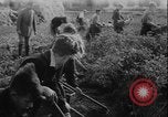 Image of potato harvest Germany, 1940, second 38 stock footage video 65675080992
