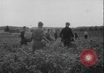 Image of potato harvest Germany, 1940, second 40 stock footage video 65675080992