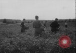 Image of potato harvest Germany, 1940, second 41 stock footage video 65675080992