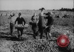 Image of potato harvest Germany, 1940, second 44 stock footage video 65675080992