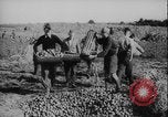 Image of potato harvest Germany, 1940, second 45 stock footage video 65675080992
