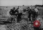 Image of potato harvest Germany, 1940, second 46 stock footage video 65675080992