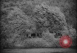 Image of Slovak military combat exercise Slovak Republic, 1940, second 44 stock footage video 65675080994