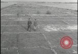 Image of Overgrown Royal Air Force runway Molesworth England United Kingdom, 1954, second 16 stock footage video 65675081007