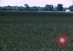Immagine di danni alle colture causati dalla piaga delle cavallette United States USA, 1951, secondo 4 filmato di repertorio 65675081010