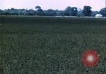 Immagine di danni alle colture causati dalla piaga delle cavallette United States USA, 1951, secondo 5 filmato di repertorio 65675081010