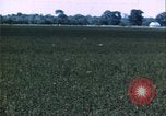 Immagine di danni alle colture causati dalla piaga delle cavallette United States USA, 1951, secondo 6 filmato di repertorio 65675081010