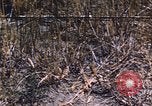 Immagine di danni alle colture causati dalla piaga delle cavallette United States USA, 1951, secondo 18 filmato di repertorio 65675081010