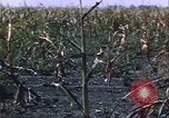 Immagine di danni alle colture causati dalla piaga delle cavallette United States USA, 1951, secondo 25 filmato di repertorio 65675081010