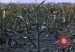 Immagine di danni alle colture causati dalla piaga delle cavallette United States USA, 1951, secondo 26 filmato di repertorio 65675081010