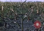 Immagine di danni alle colture causati dalla piaga delle cavallette United States USA, 1951, secondo 27 filmato di repertorio 65675081010