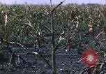 Immagine di danni alle colture causati dalla piaga delle cavallette United States USA, 1951, secondo 28 filmato di repertorio 65675081010