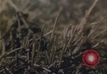 Immagine di danni alle colture causati dalla piaga delle cavallette United States USA, 1951, secondo 33 filmato di repertorio 65675081010