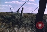 Immagine di danni alle colture causati dalla piaga delle cavallette United States USA, 1951, secondo 46 filmato di repertorio 65675081010