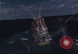 Image of grasshopper species destroy crops United States USA, 1951, second 1 stock footage video 65675081011