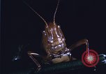 Image of grasshopper species destroy crops United States USA, 1951, second 3 stock footage video 65675081011