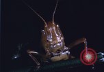 Image of grasshopper species destroy crops United States USA, 1951, second 4 stock footage video 65675081011