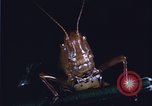 Image of grasshopper species destroy crops United States USA, 1951, second 5 stock footage video 65675081011
