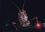 Image of grasshopper species destroy crops United States USA, 1951, second 6 stock footage video 65675081011