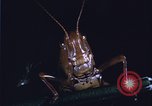 Image of grasshopper species destroy crops United States USA, 1951, second 7 stock footage video 65675081011