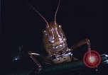 Image of grasshopper species destroy crops United States USA, 1951, second 8 stock footage video 65675081011